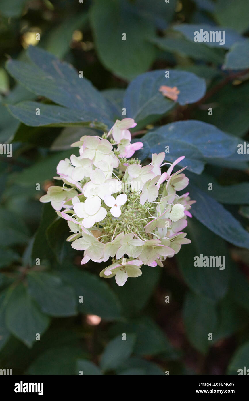 Hydrangea Paniculata 'Unique' blüht im Herbst. Stockfoto