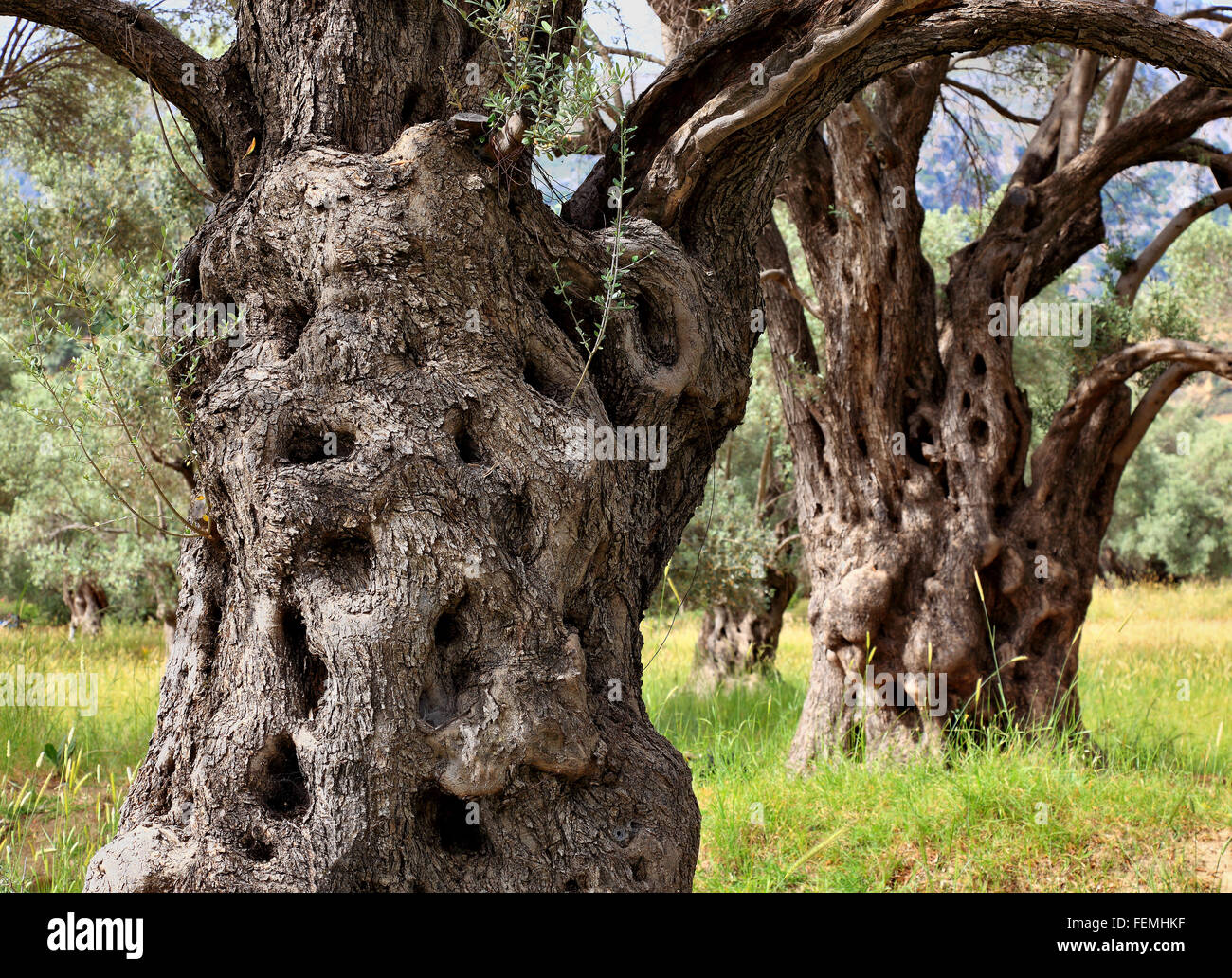 Kreta, alte Olivenbäume mit dicken Stamm, Baumstamm, Olivenholz Stockfoto