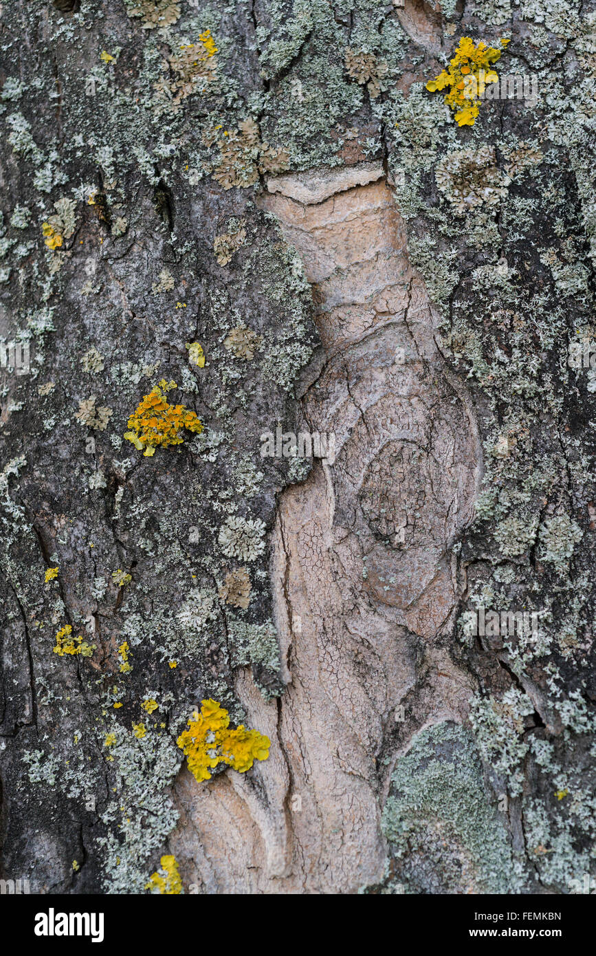 Flechten Sie auf einem Baumstamm, Xanthoria parietina Stockfoto