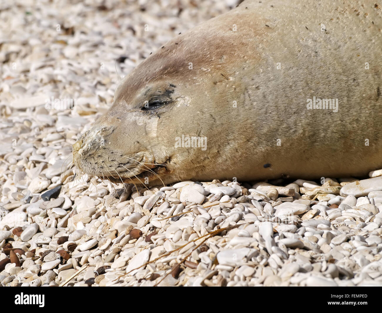 Mittelmeer-Mönchsrobbe entspannen am Kiesstrand Stockfoto