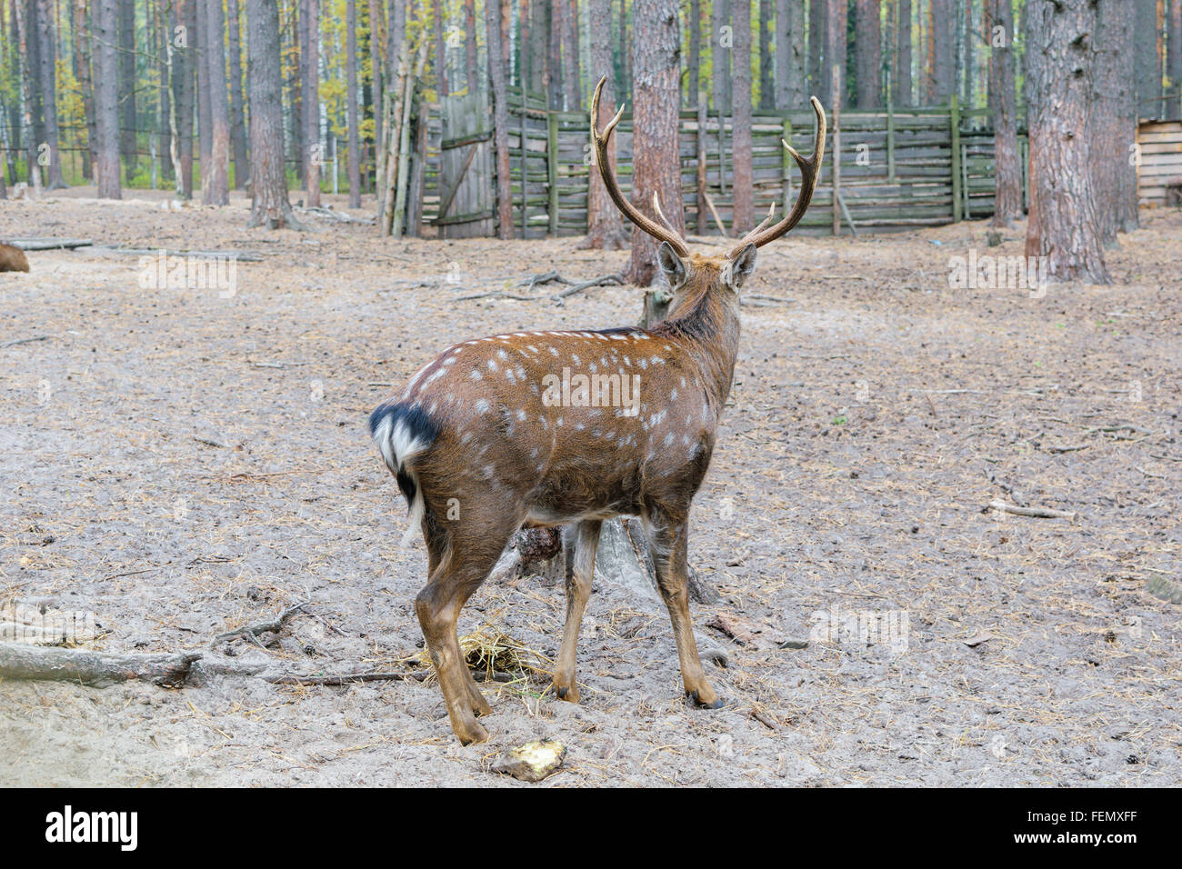 Auburn entdeckt der gehörnten Hirsch. Rückansicht von einer Seite Stockfoto