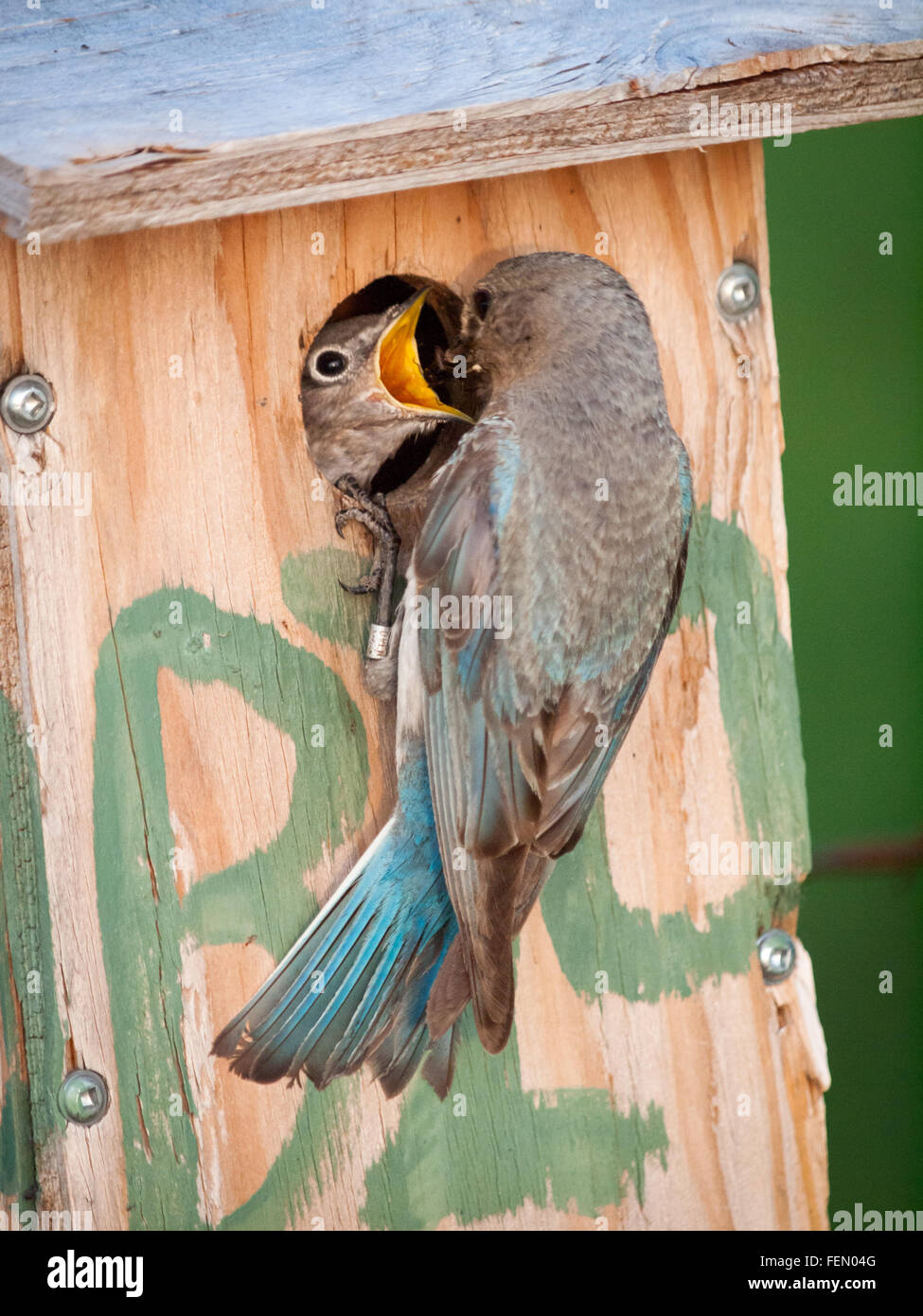 Eine weibliche Mountain Bluebird (Sialia Currucoides) speist einen hungrigen eingebettet in einem Nistkasten am Beaverhill Lake, Alberta, Kanada. Stockfoto