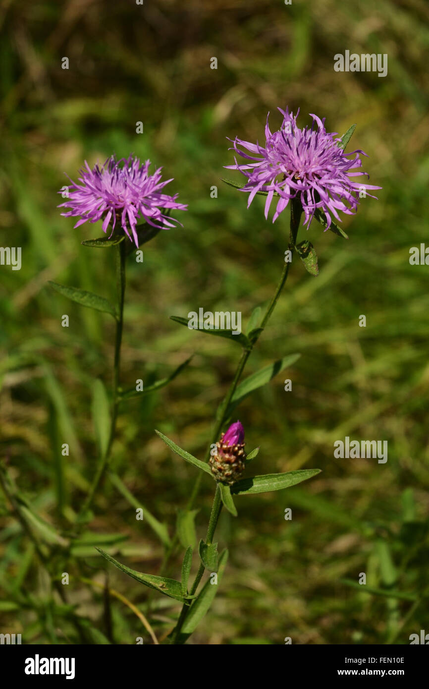 Lila Wildblumen wachsen auf einer Weide in Hoensbroek, in der Provinz Limburg, Niederlande. Stockfoto