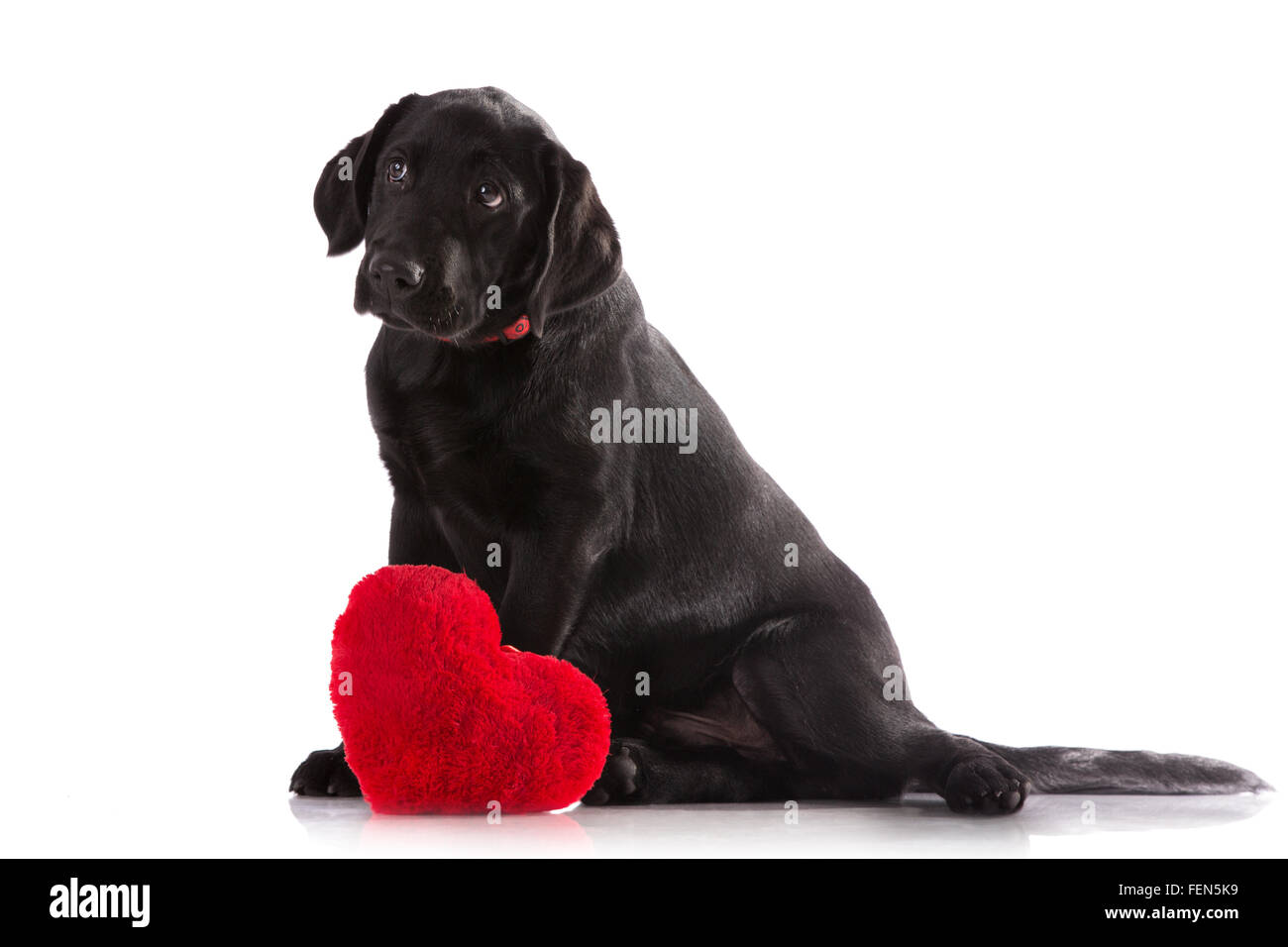 Schöne schwarze Labrador mit einem roten Herz isoliert auf weißem Hintergrund. Stockfoto