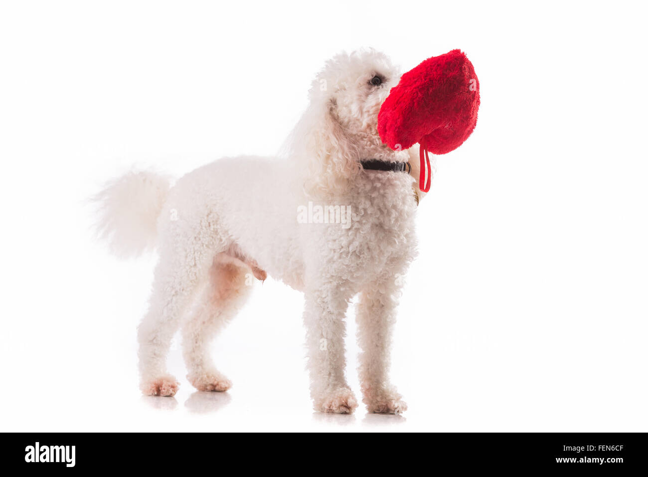 Niedlichen Welpen Hund mit einem roten Herz isoliert auf weißem Hintergrund. Stockfoto