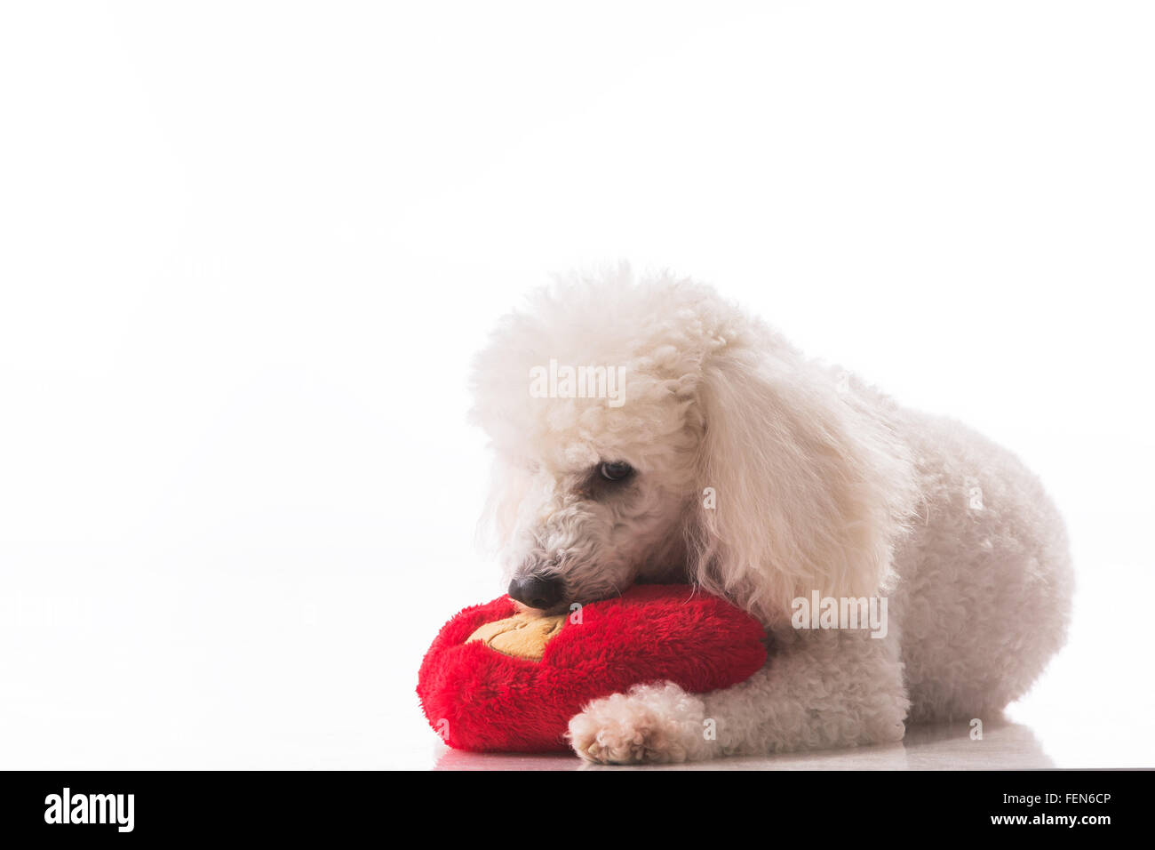 Niedlichen Welpen Hund mit einem roten Herz isoliert auf weißem Hintergrund. Stockfoto