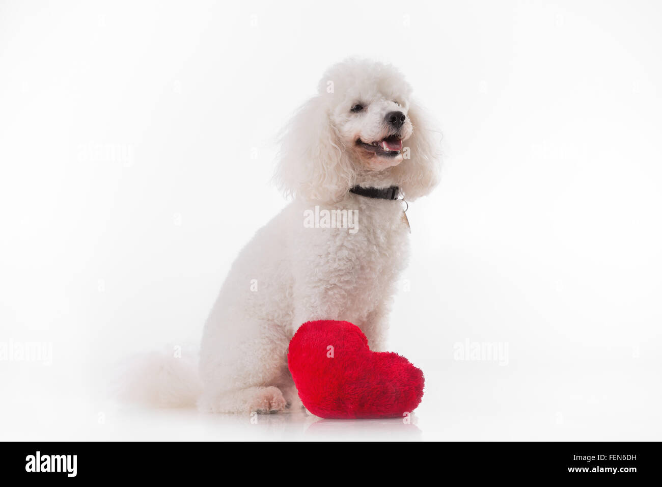 Niedlichen Welpen Hund mit einem roten Herz isoliert auf weißem Hintergrund. Stockfoto