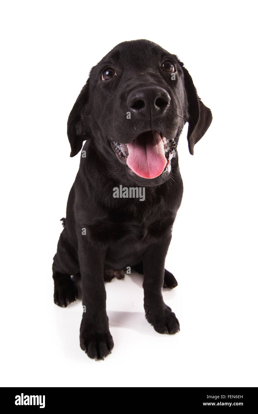 Schöne schwarze Labrador. Stockfoto