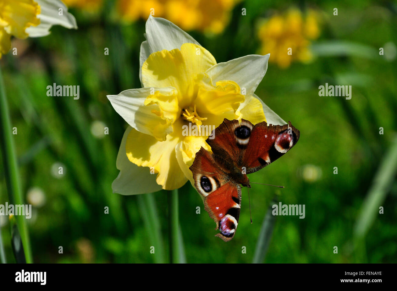 Peacock Butterfly on Narzisse, stourton, wiltshire, UK, Stockfoto