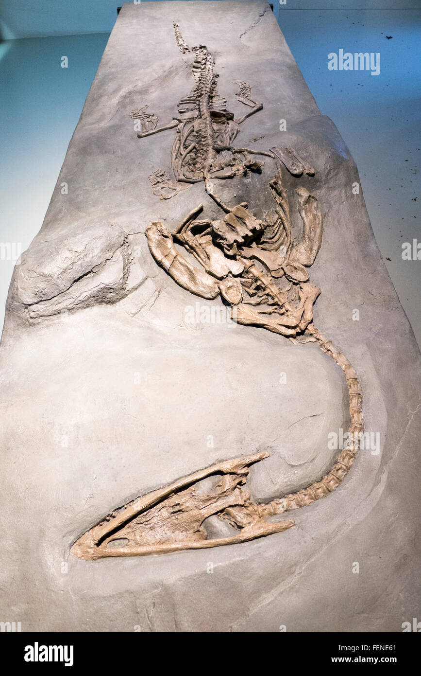 Dinosaurier Fossilienmuseum in Meride, UNESCO World Heritage Site Monte San Giorgio, Tessin, Schweiz Stockfoto