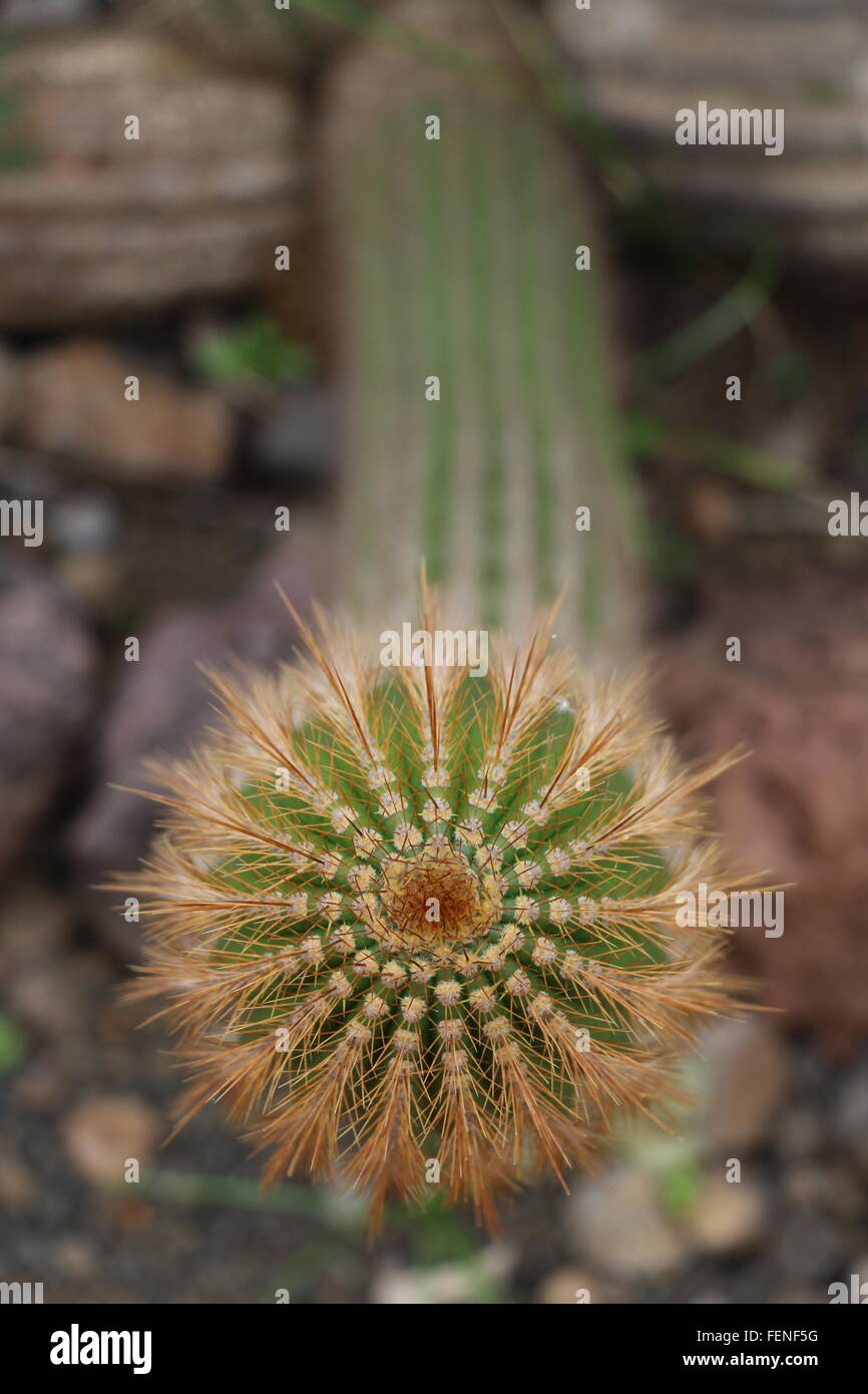 Stacheligen Kaktus Pflanze Cleistocactus Ecosagonus, Ansicht von oben mit Stacheln; wächst in