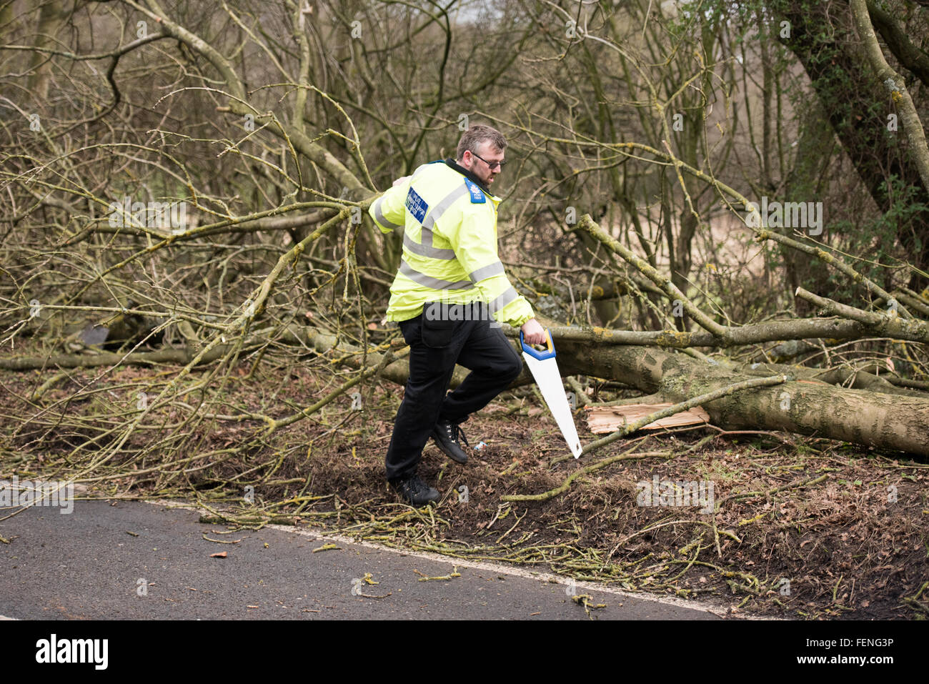 Brentwood, Essex, England. 8. Februar 2016. PCSO arbeitet um umgestürzten Baum von der Straße in Brentwood, Essex Kredit löschen: Ian Davidson/Alamy Live News Stockfoto