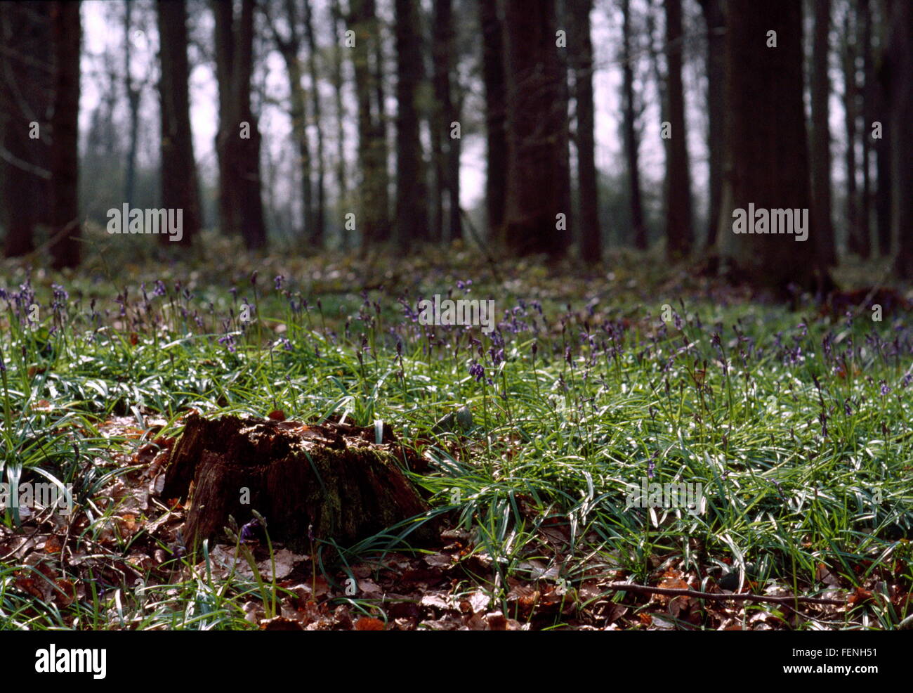 AJAXNETPHOTO. DELVILLE HOLZ, SOMME, FRANKREICH. -SCHLACHTFELD BLEIBT - VERFALLENE STUMPF EINES BAUMES GESPRENGT DURCH ARTILLERIE-FEUER AUF DEM GELÄNDE EINER GROßEN WW1 SCHLACHT IN DER NÄHE VON DEM SÜDAFRIKANISCHEN KRIEGERDENKMAL.  FOTO: JONATHAN EASTLAND/AJAX REF: 402825 Stockfoto