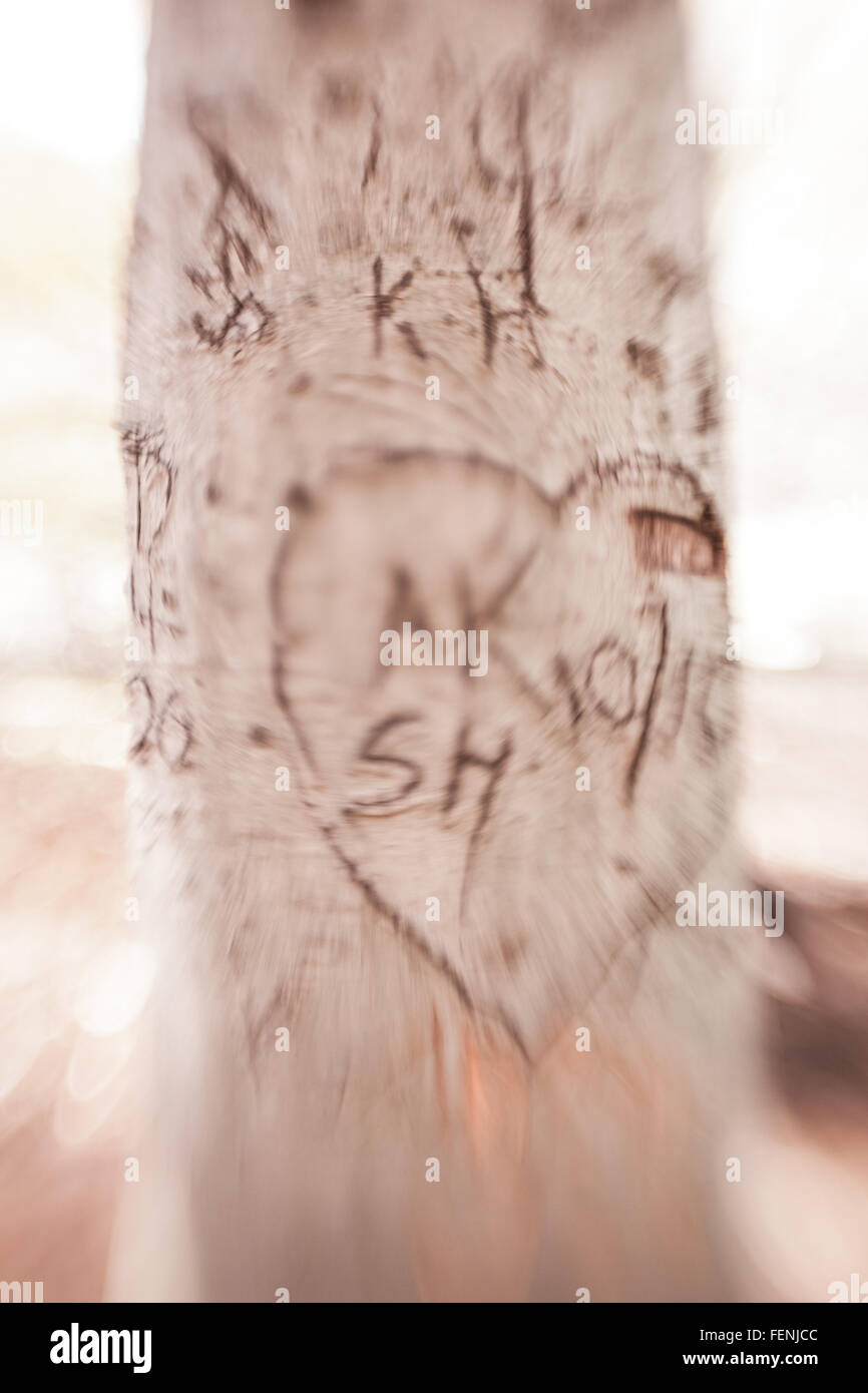 Ein Baum mit einem Unschärfe-Effekt hat Herz und Initialen hinein geschnitzt. Stockfoto
