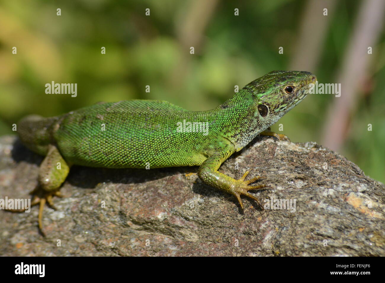 Europäische Grüne Eidechse (Lacerta Viridis) in Nordgriechenland Stockfoto