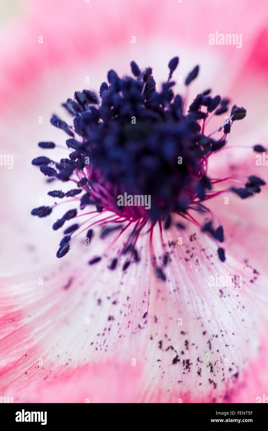 Nahaufnahme von rosa Blume mit lila Staubfäden Stockfoto