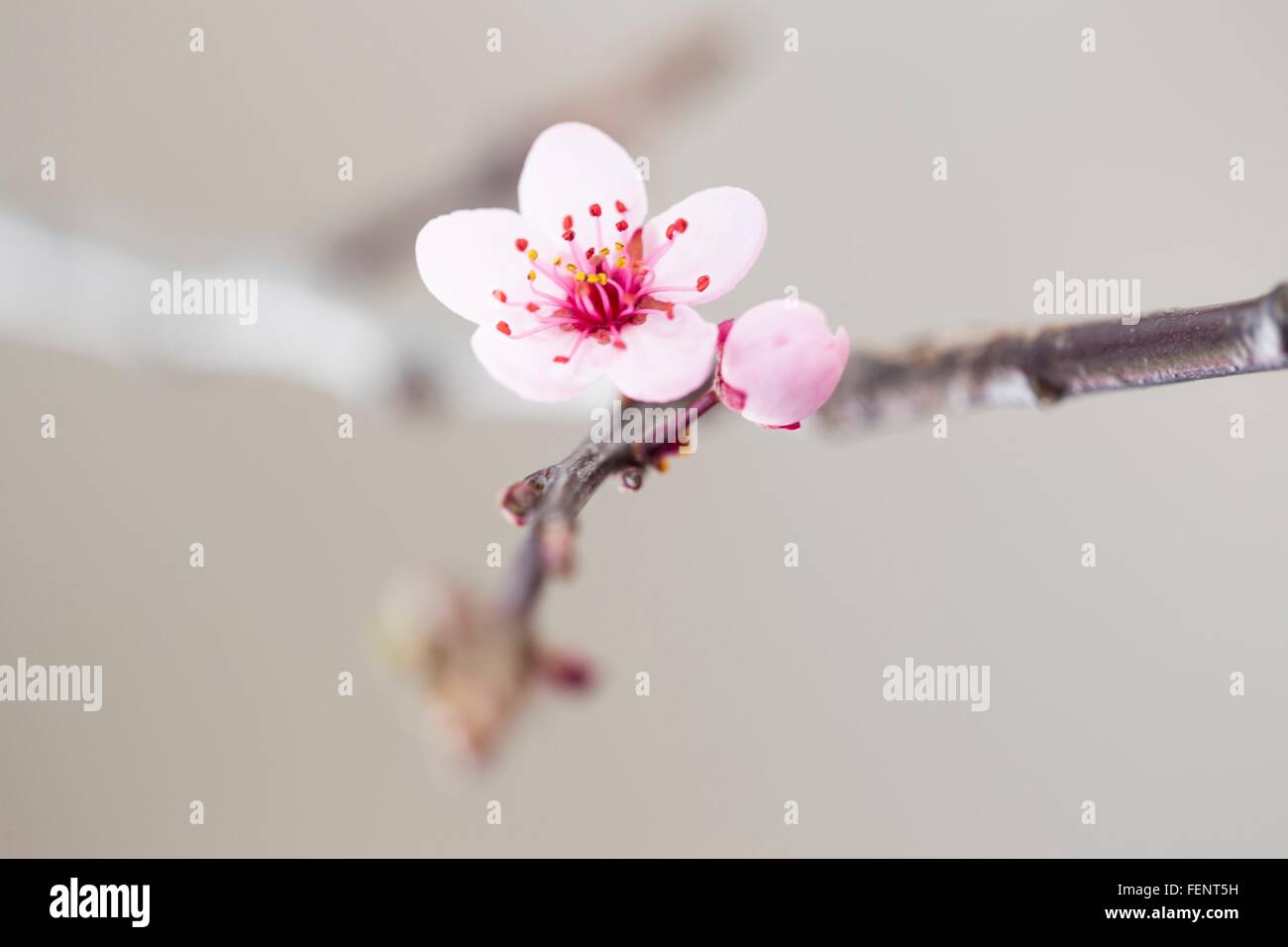 Nahaufnahme von rosa Baum Blüte Stockfoto