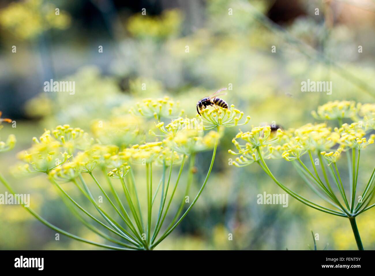 Nahaufnahme von Wespe ernähren sich von Unkraut mit gelben Blüten Stockfoto