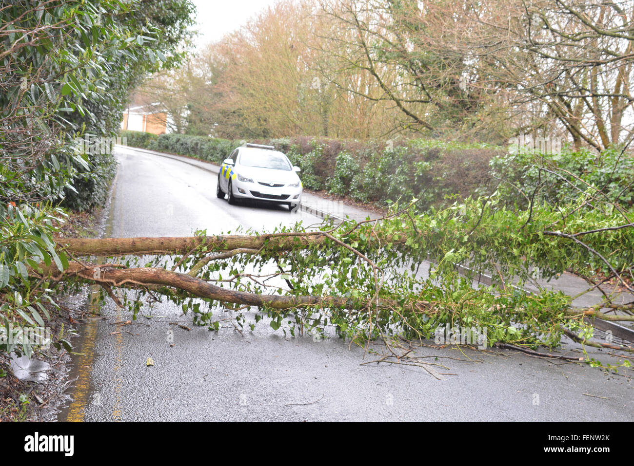 New Road, Wokingham, Berkshire, UK. 8. Februar 2016. Schlechtes Wetter führt zu Straßensperrungen und Kaos. Baum fällt auf einer Wokingham Hauptstraße verursacht Chaos. Charles Dye / Alamy Live News Stockfoto