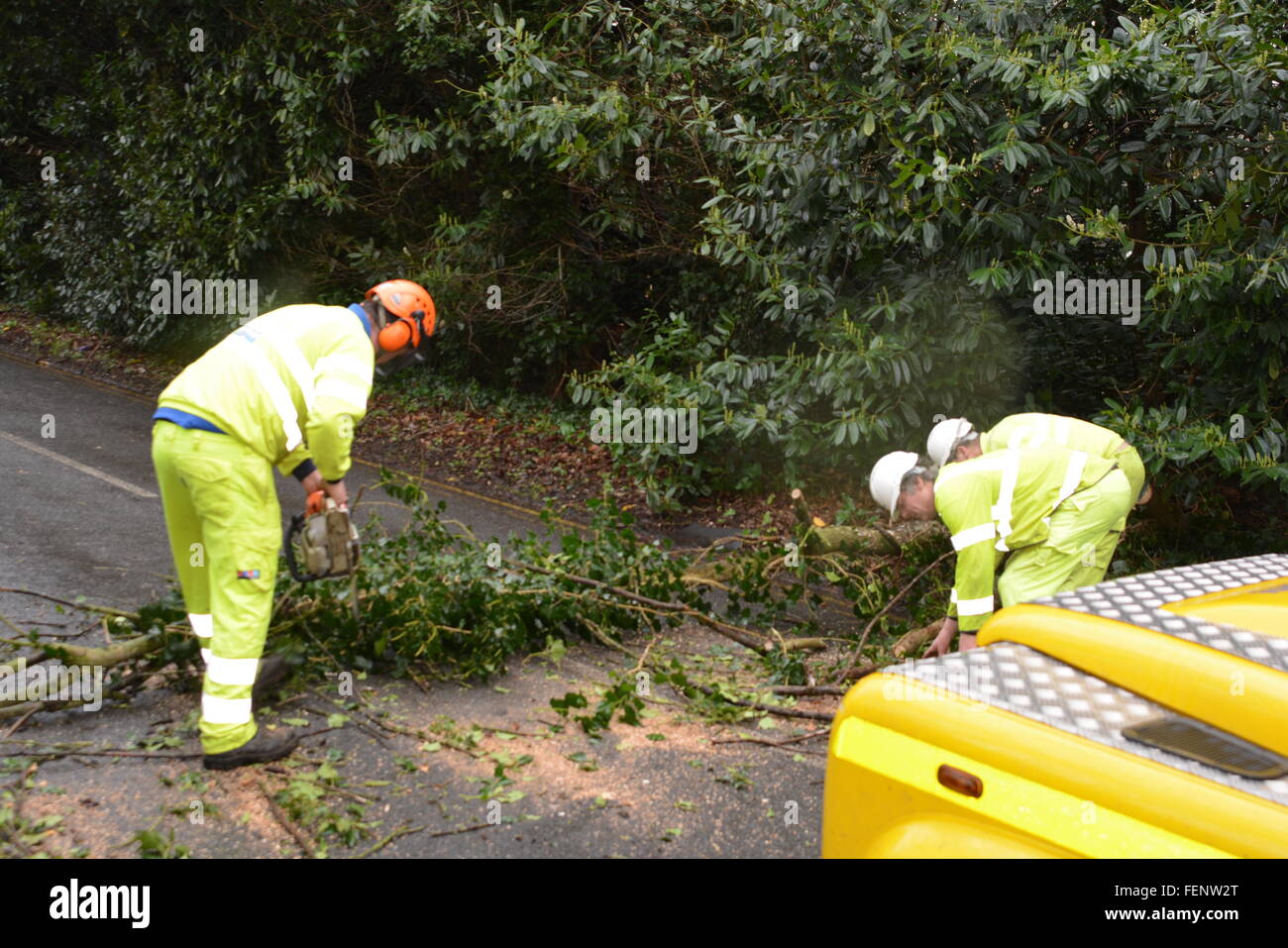 New Road, Wokingham, Berkshire, UK. 8. Februar 2016. Schlechtes Wetter führt zu Straßensperrungen und Kaos. Baum fällt auf einer Wokingham Hauptstraße verursacht Chaos. Charles Dye / Alamy Live News Stockfoto