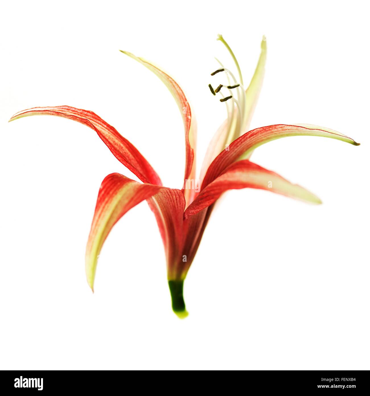 Rote Blüte mit Stamen auf weißem Hintergrund Stockfoto