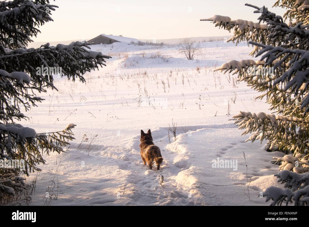 Hund, Blick auf verschneite Landschaft und fernen landwirtschaftliches Gebäude, Ural, Russland Stockfoto