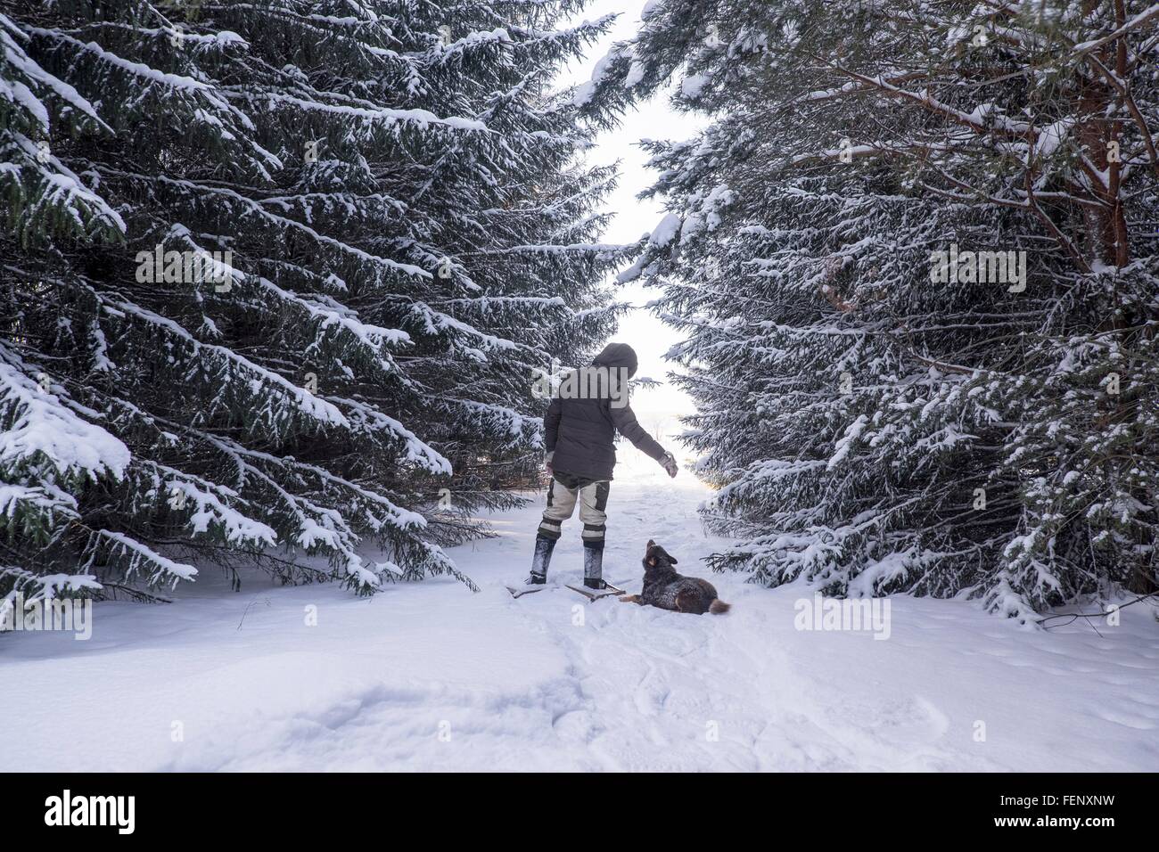 Rückansicht des Mannes und gehorsamer Hund im Schnee bedeckt Wald, Ural, Russland Stockfoto