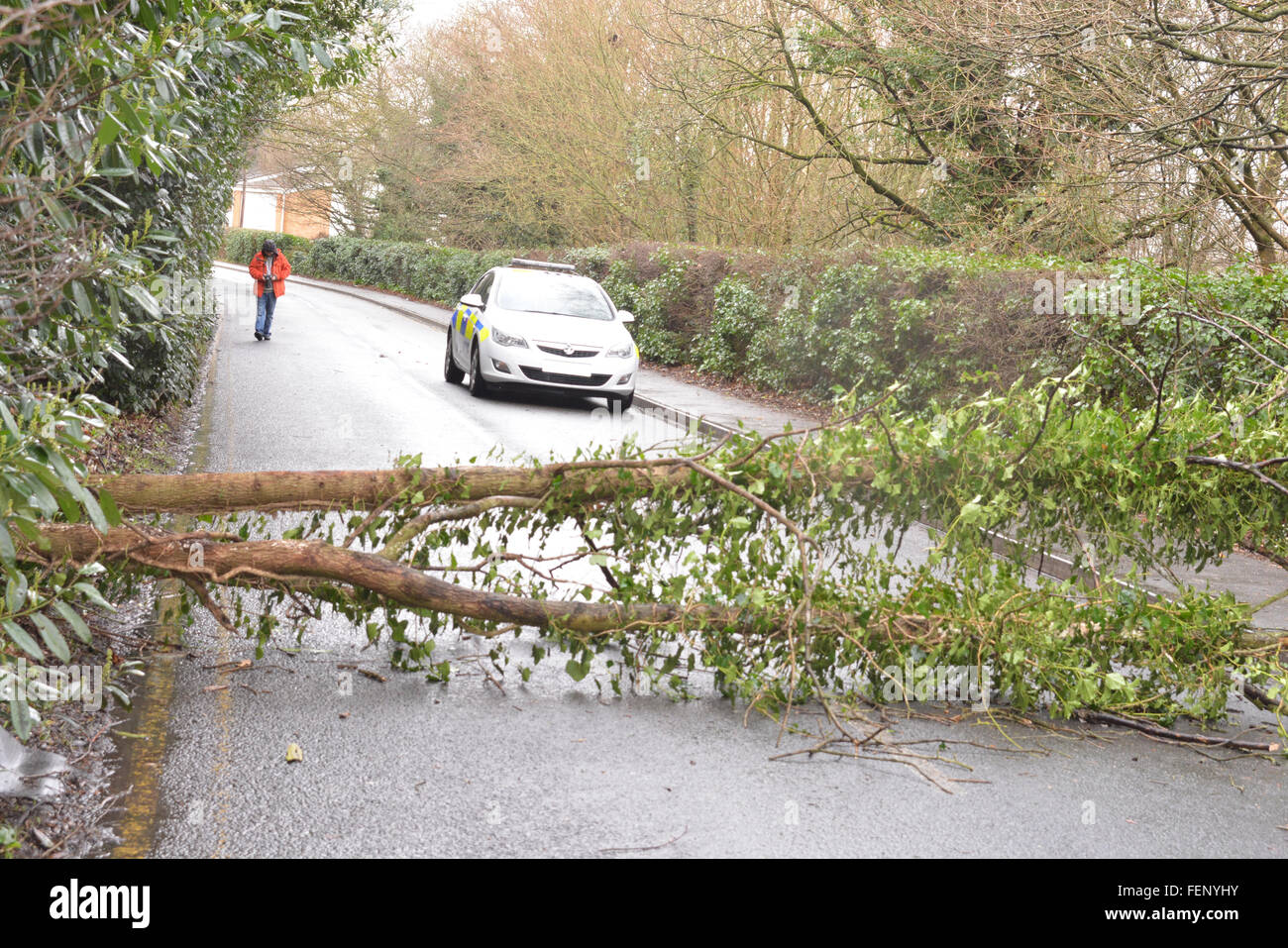 New Road, Wokingham, Berkshire, UK. 8. Februar 2016. Schlechtes Wetter führt zu Straßensperrungen und Kaos. Baum fällt auf einer Wokingham Hauptstraße verursacht Chaos. Charles Dye / Paul King / Alamy Live News Stockfoto