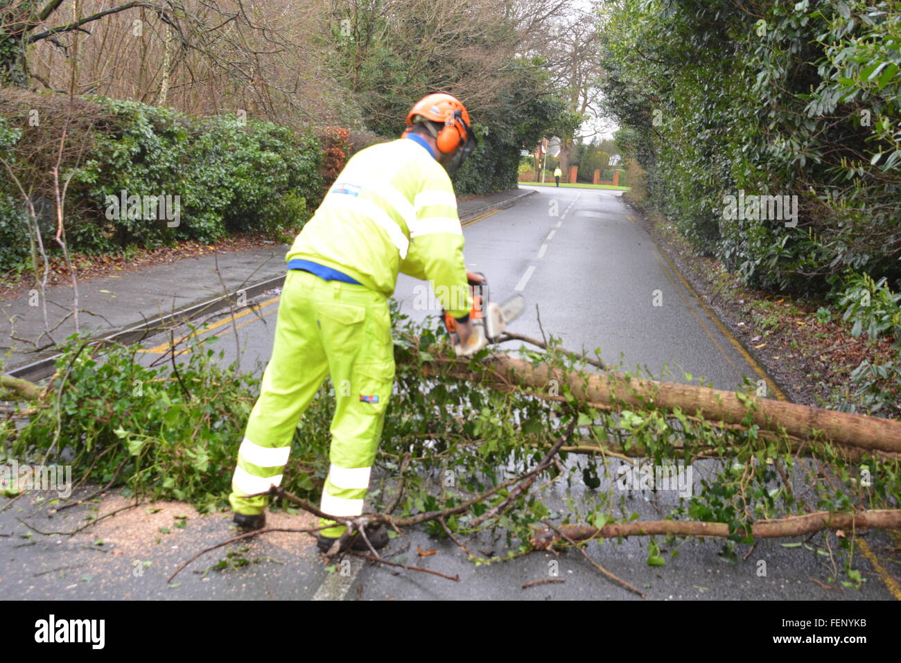 New Road, Wokingham, Berkshire, UK. 8. Februar 2016. Schlechtes Wetter führt zu Straßensperrungen und Kaos. Baum fällt auf einer Wokingham Hauptstraße verursacht Chaos. Charles Dye / Alamy Live News Stockfoto