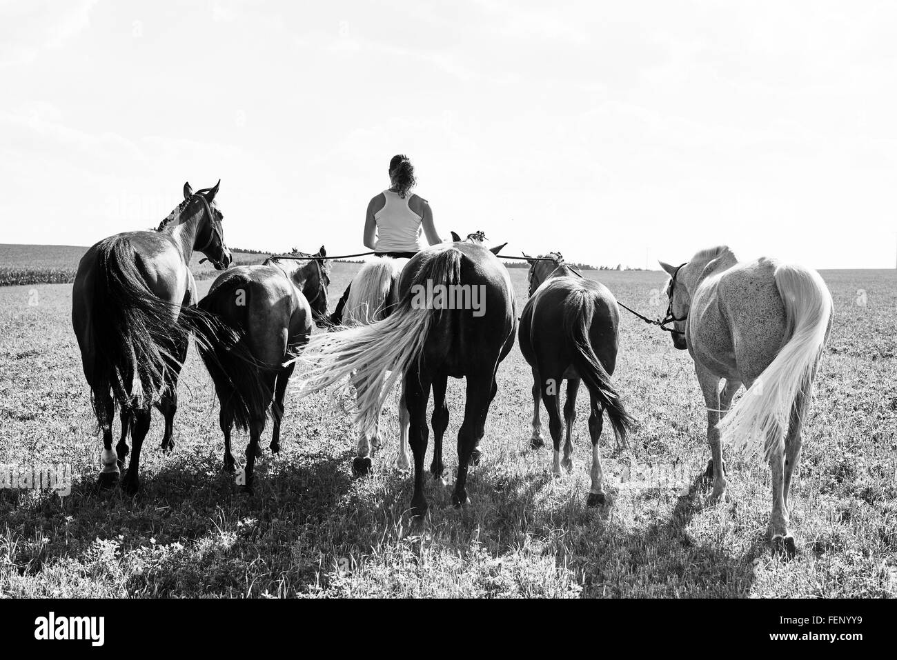 B&W Rückansicht Bild Frau Reiten und führenden sechs Pferde in Feld Stockfoto