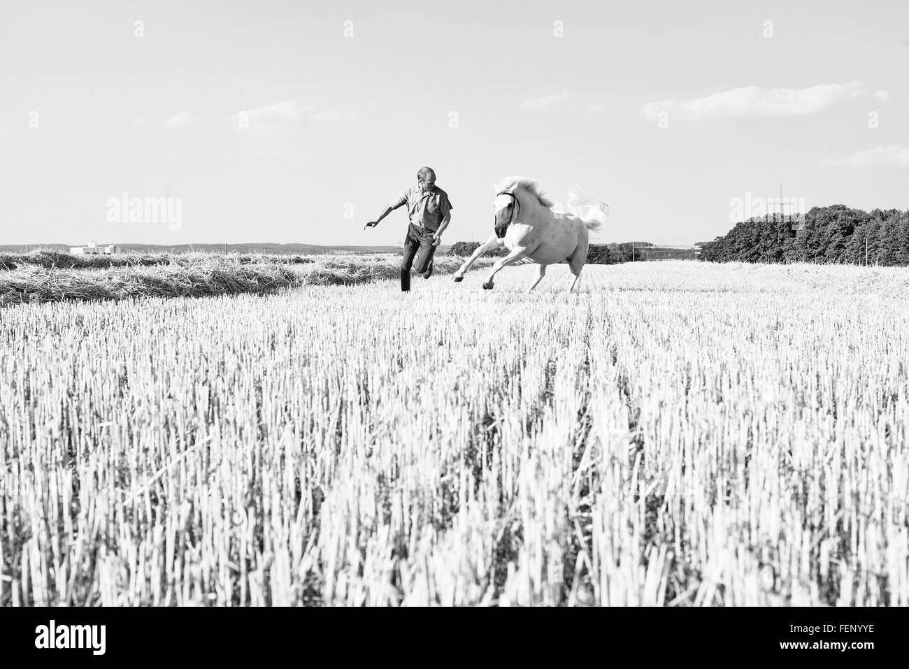 B&W Bild Mann Training galoppierenden Pferdes im Feld Stockfoto