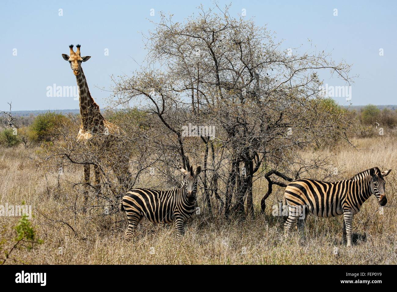 Giraffe und Zebra, Krüger Nationalpark, Südafrika Stockfoto