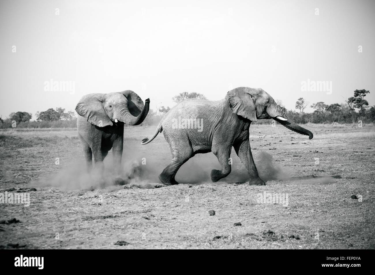 Elefanten spielen, Krüger Nationalpark, Südafrika Stockfoto