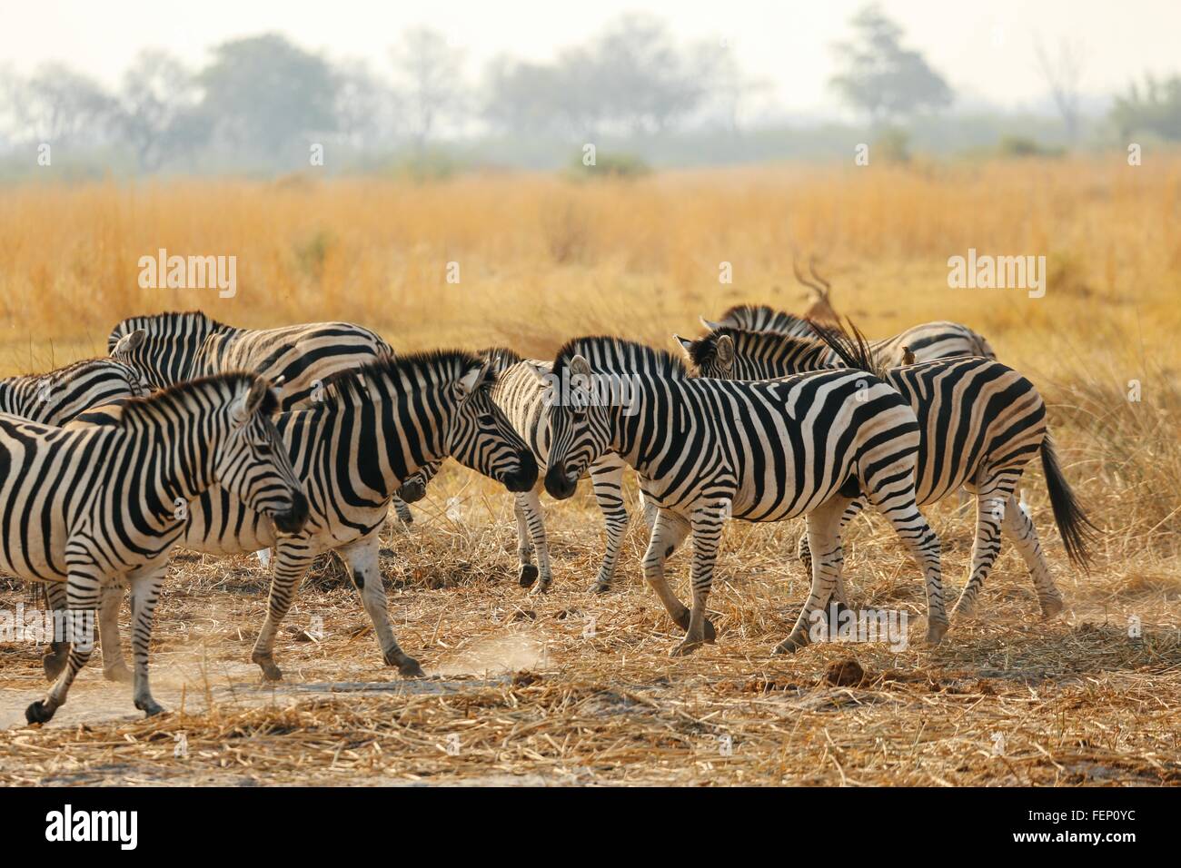 Blenden von Zebra, Botswana Stockfoto