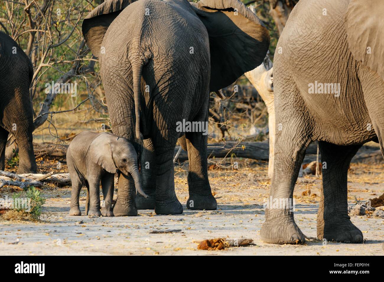 Erwachsenen und Baby-Elefanten, Botswana Stockfoto