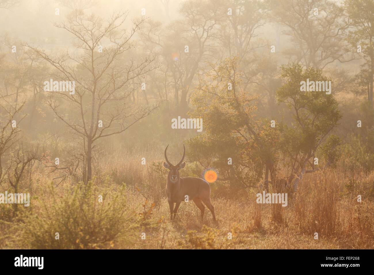 Männliche Wasserbock bei Sonnenuntergang, Krüger Nationalpark, Südafrika Stockfoto