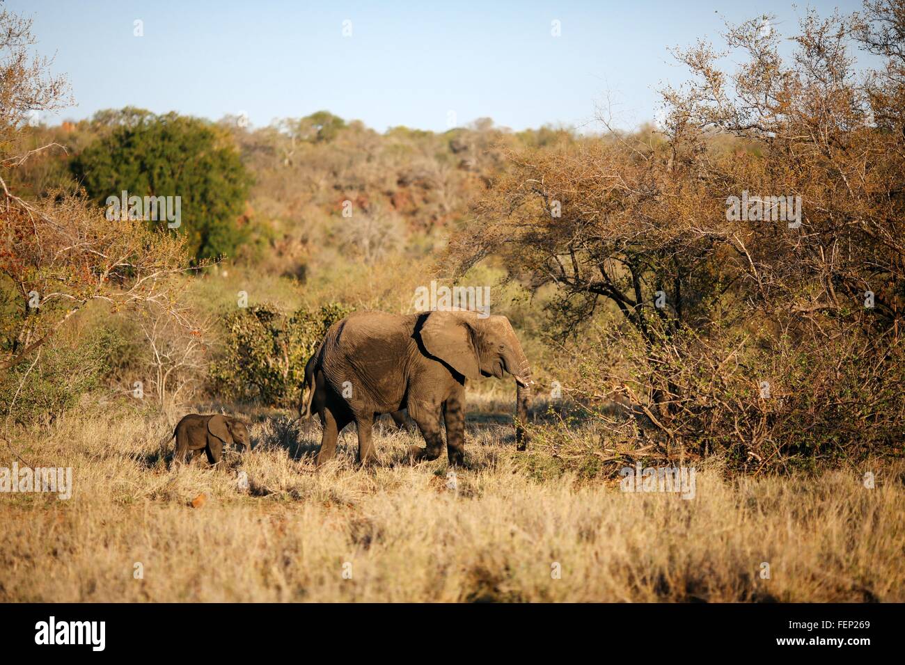 Elefantendame führenden Elefantenbaby durch Busch, Krüger Nationalpark, Südafrika Stockfoto