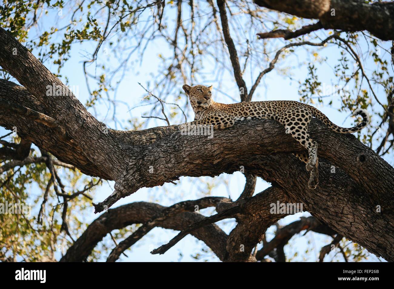 Leopard im Baum, Krüger Nationalpark, Südafrika Stockfoto