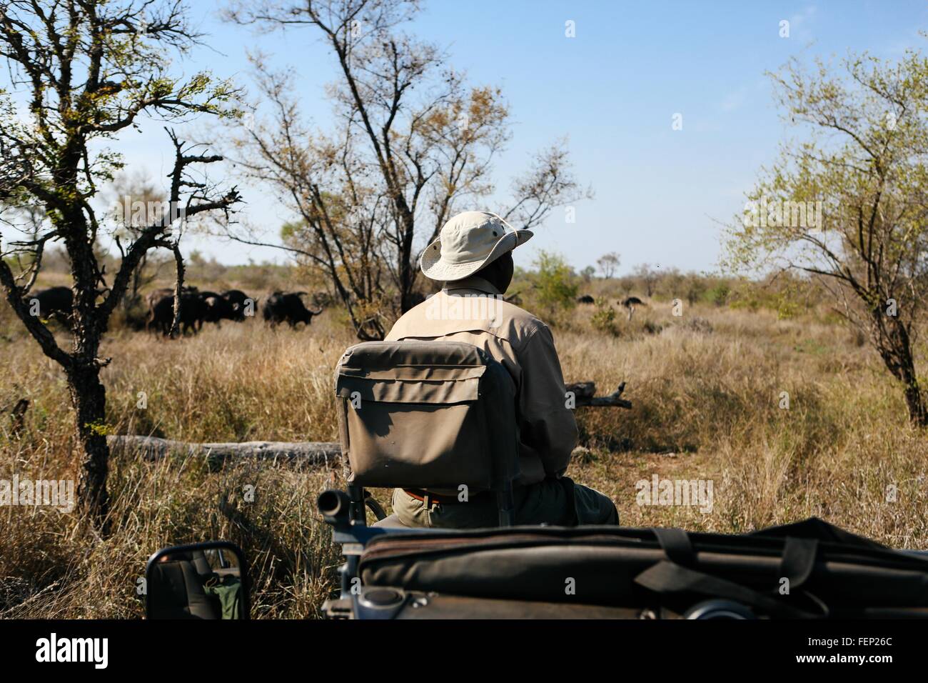 Tracker im Busch auf Safari, Büffel, im Hintergrund, Krüger Nationalpark, Südafrika Stockfoto