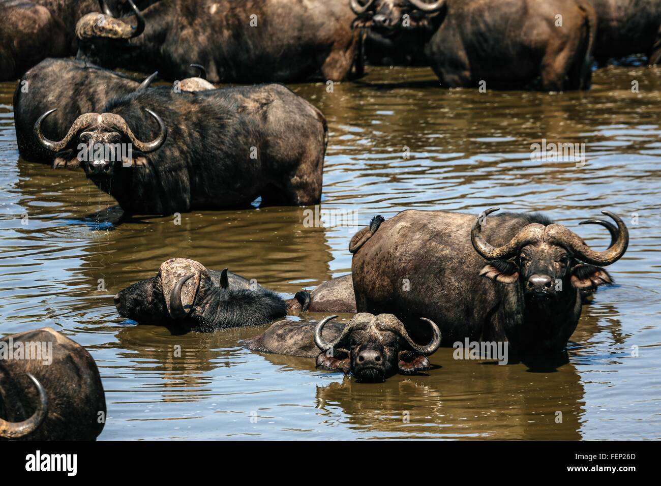 Herde Kaffernbüffel im Wasser, Krüger Nationalpark, Südafrika Stockfoto