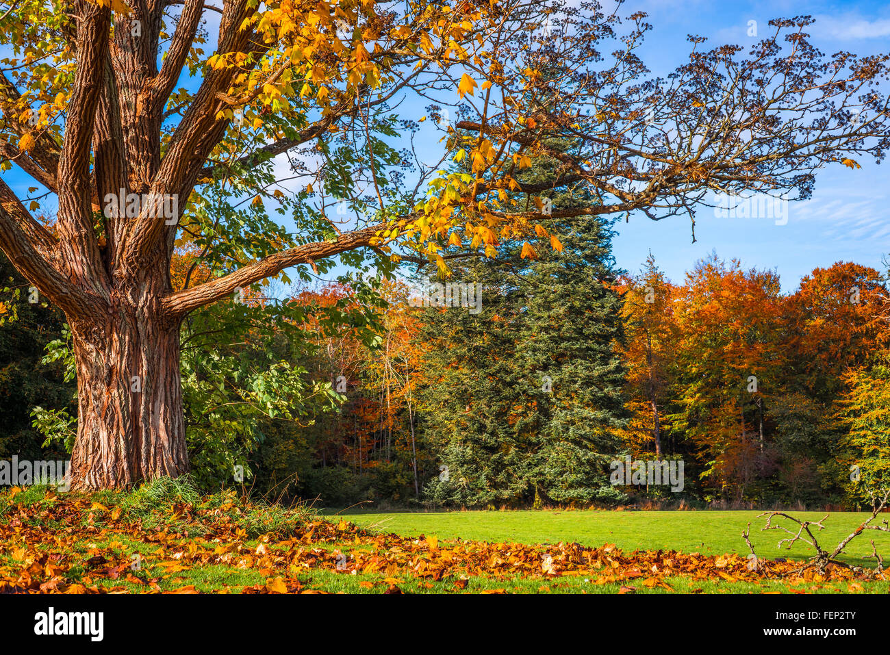 Autumn Tree Losing Leaves -Fotos Und -Bildmaterial In Hoher Auflösung ...