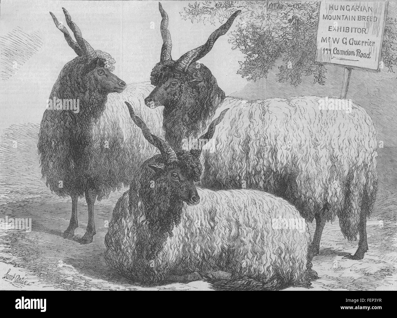 SMITHFIELD SHOW Ungarisch Bergschafe. 177 Camden Road 1868. Illustrierte London News Stockfoto