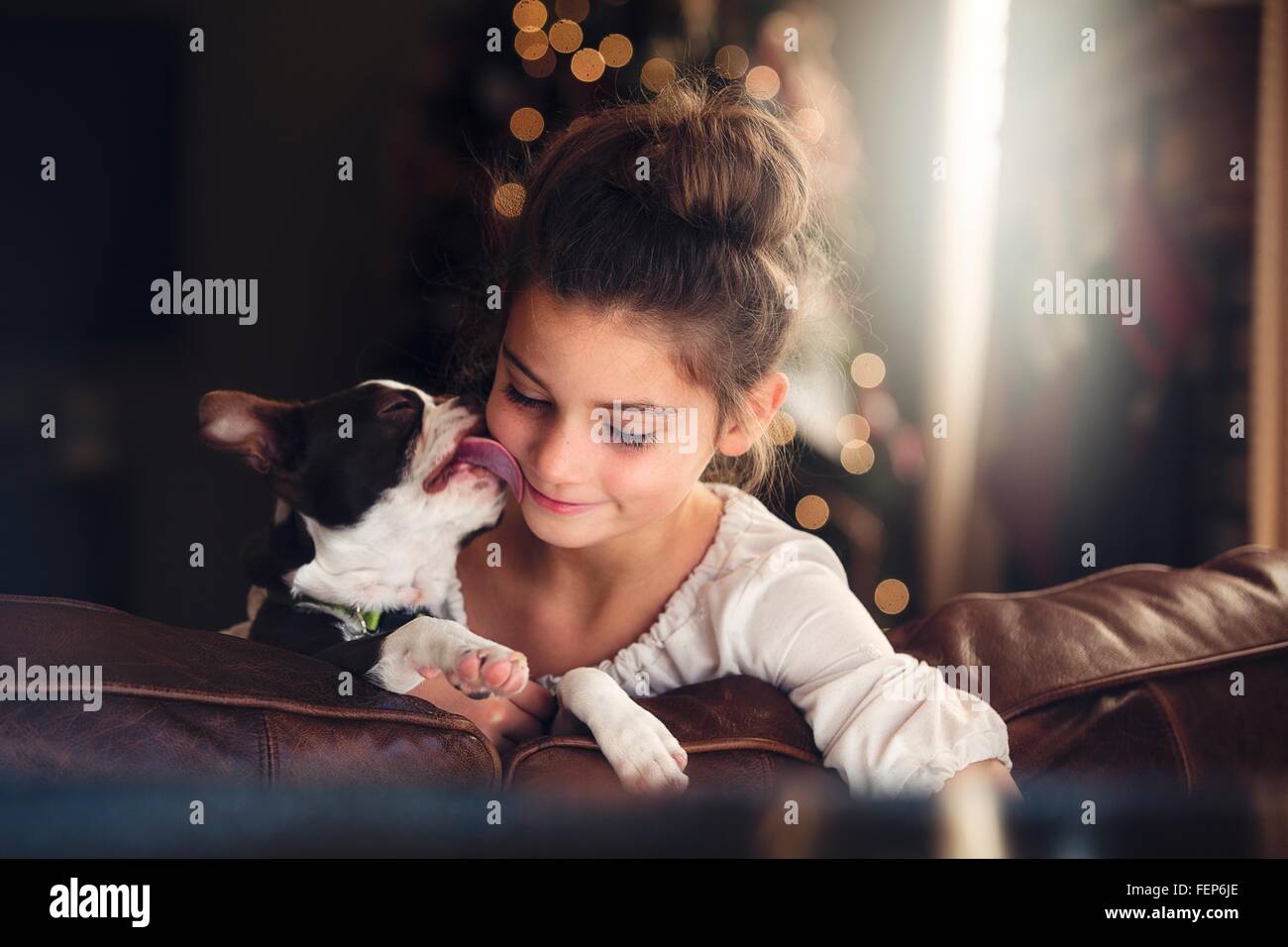 Boston Terrier lecken Mädchen Gesicht auf Sofa vor Weihnachtsbaum Stockfoto
