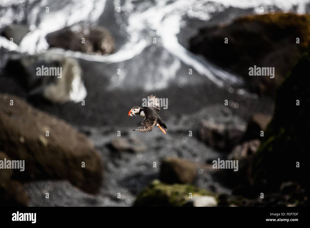 Seitenansicht der Papageientaucher fliegen in der Luft, Island Stockfoto