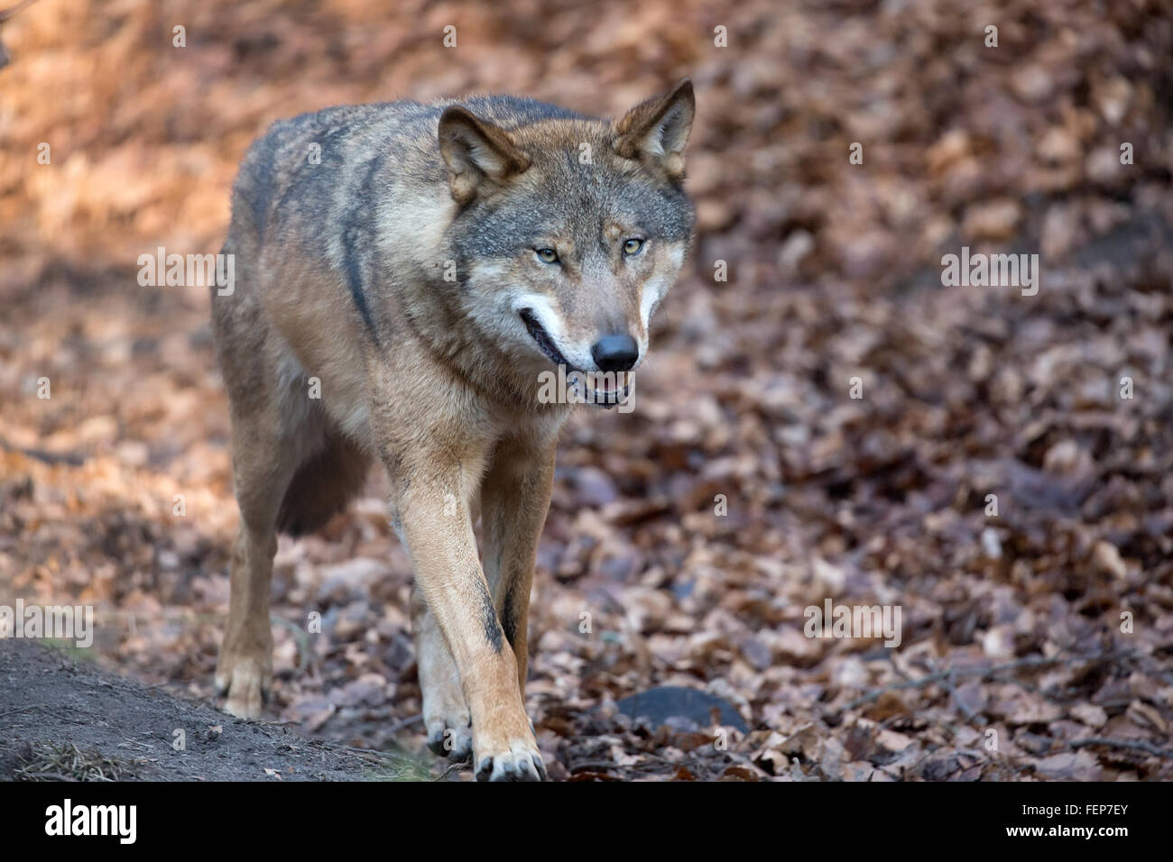 Wolf in freier Wildbahn, im Wald Stockfoto