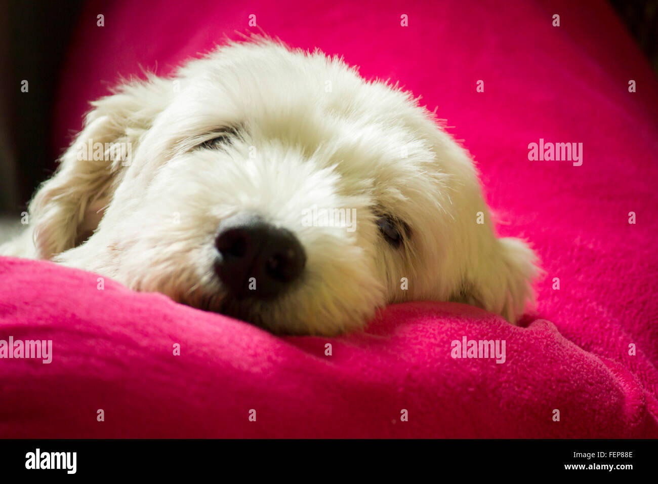 Einem zotteligen weißen Hund legen den Kopf auf einem hellen pink rosa Kissen Stockfoto