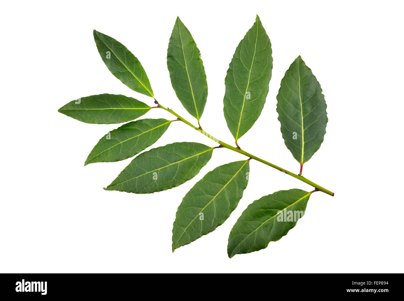 Zweig frische Lorbeerblätter, Laurus Nobilis oder Lorbeer Blätter. Stockfoto