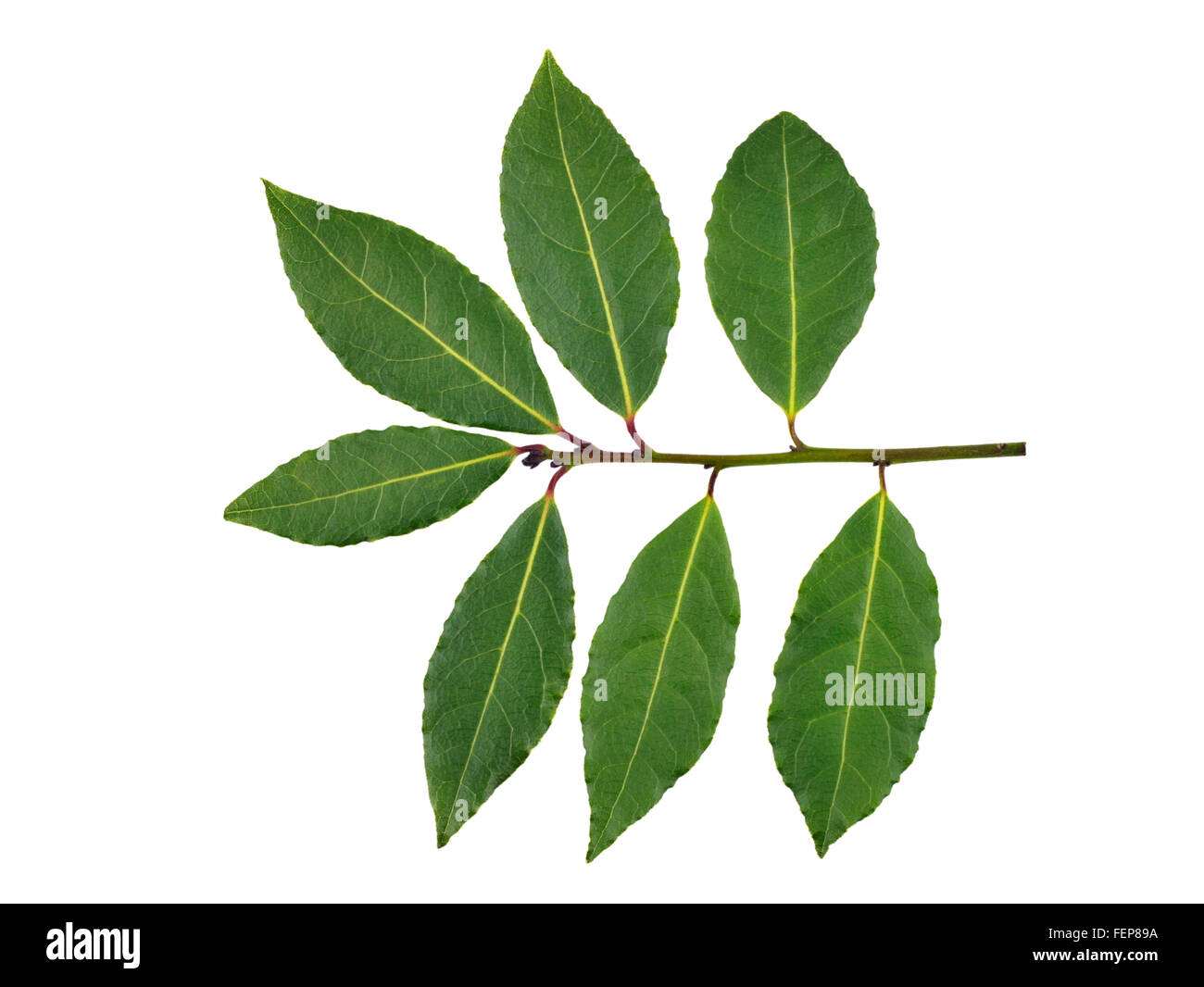 Zweig frische Lorbeerblätter, Laurus Nobilis oder Lorbeer Blätter. Stockfoto