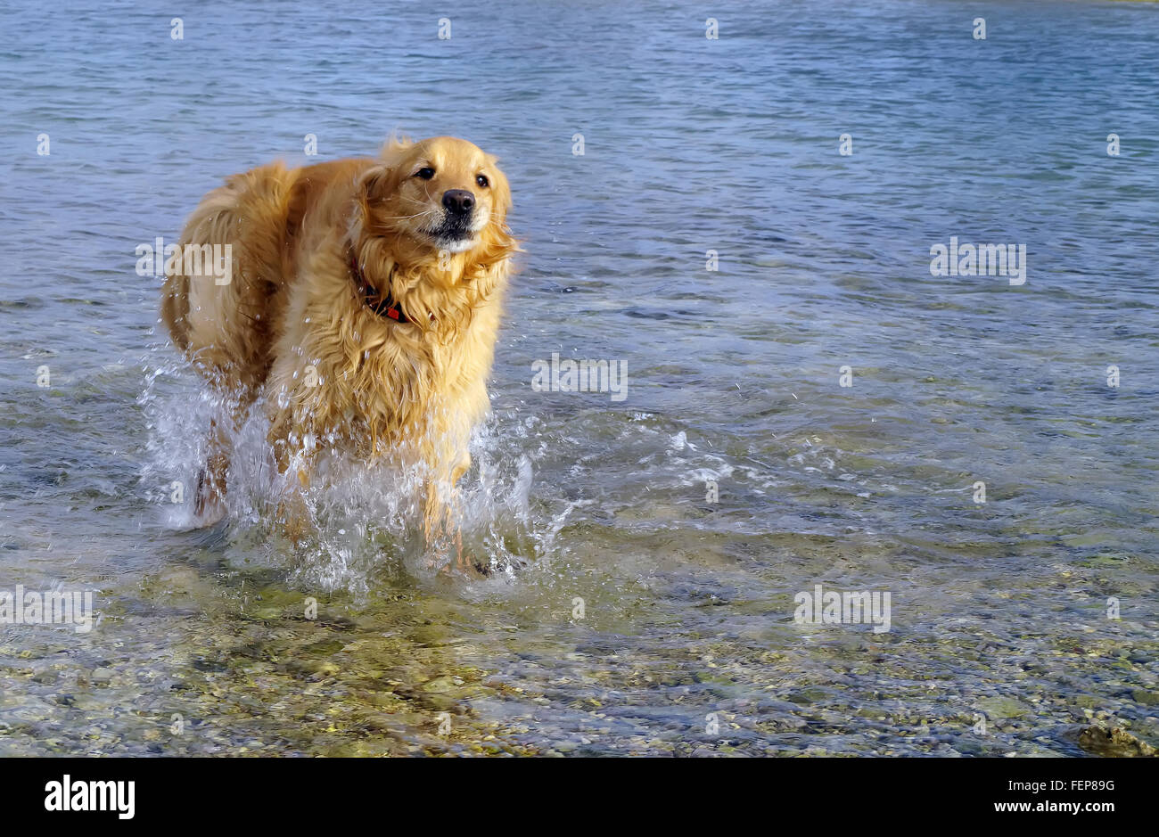 weibliche golden Retriever laufen im Wasser Stockfoto