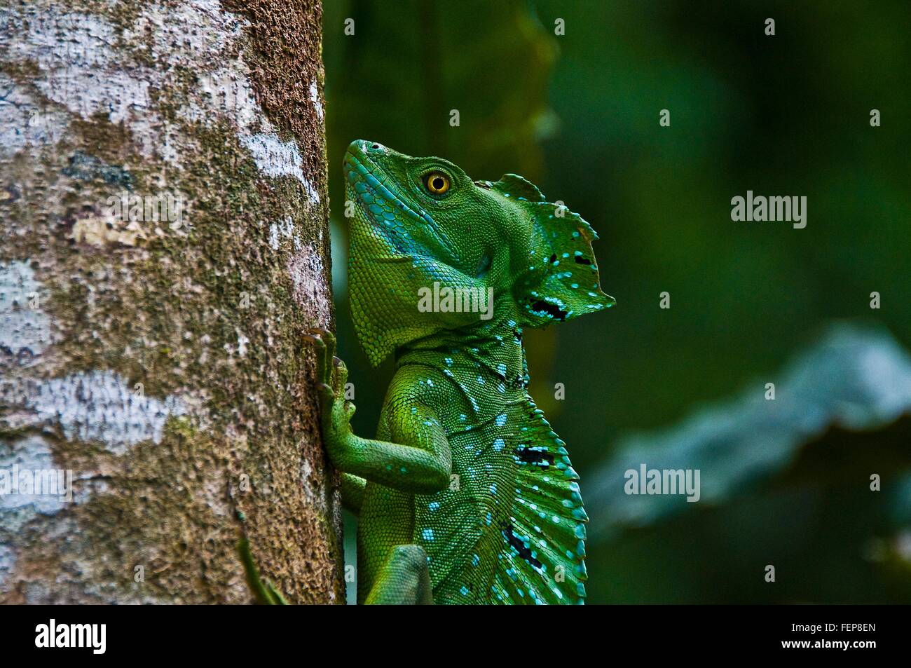 Seitliche Ansicht der gefiederte oder doppelte crested Basilisk (Basiliskos Plumifrons) greifen Baumstamm, Costa Rica Stockfoto